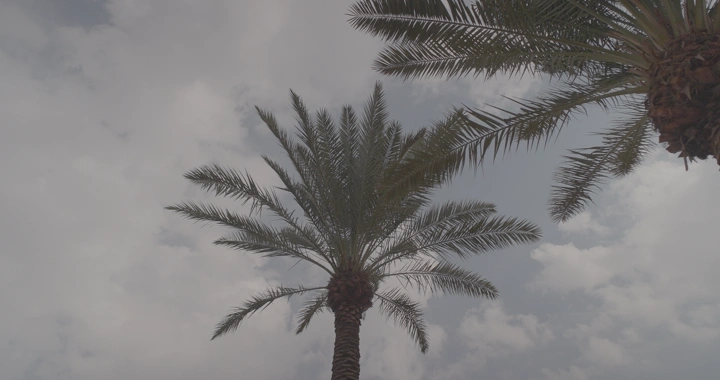 نخيل تحت سماء غائمة، لقطة من الأسفل.