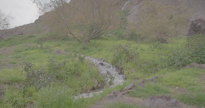 شلال صغير يتدفق عبر العشب الأخضر، لقطة طبيعية.