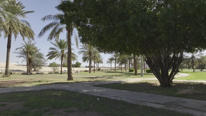 أشجار نخيل في حديقة الزيتون بحائل، لقطة نهارية.