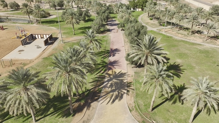 أشجار نخيل تصطف على ممر في حديقة الزيتون بحائل، لقطة جوية.