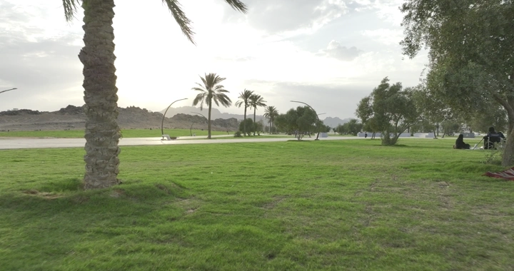 حديقة خضراء مع أشجار نخيل في حائل، لقطة درون.