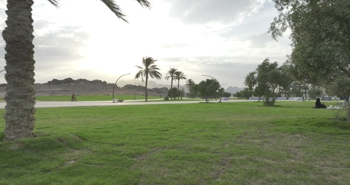 حديقة خضراء مع أشجار نخيل في حائل، لقطة درون.