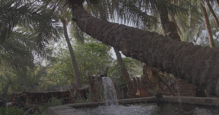 نخيل وساقية ماء في مزرعة، لقطة طبيعية.