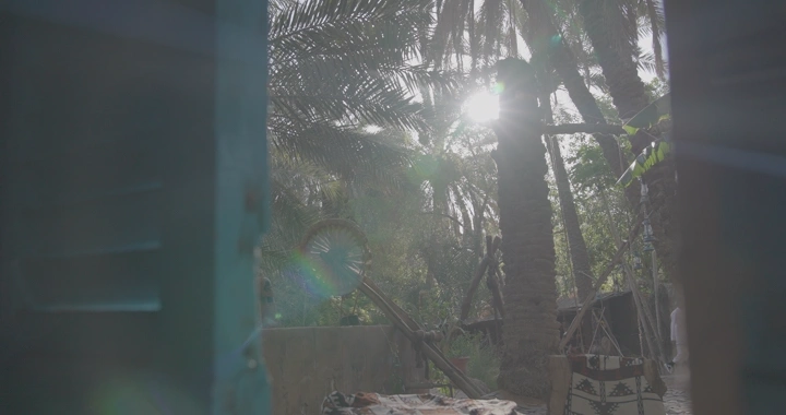 منظر من نافذة على نخيل وشمس مشرقة، لقطة طبيعية.