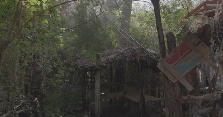 كوخ خشبي في غابة كثيفة، لقطة نهارية.