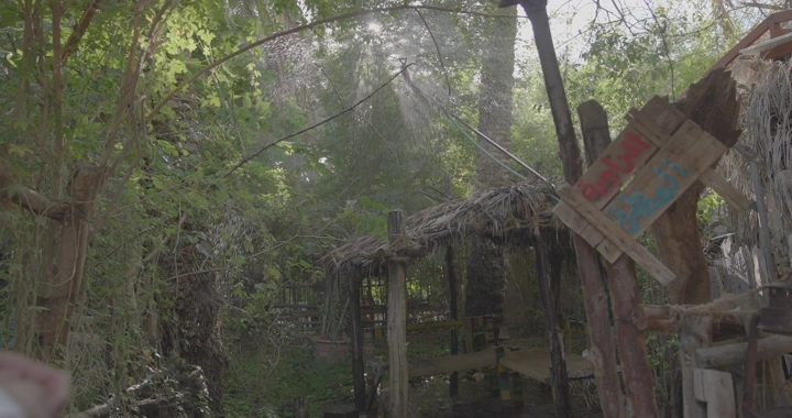 كوخ خشبي في غابة كثيفة، لقطة طبيعية.