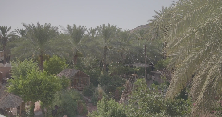 نخيل في واحة خضراء نهارًا، لقطة جوية.