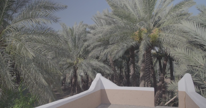 أشجار نخيل في بستان تحت سماء زرقاء، لقطة من زاوية مرتفعة.