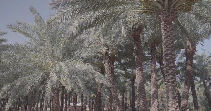 أشجار نخيل في بستان نهاري، لقطة من مستوى الأرض.