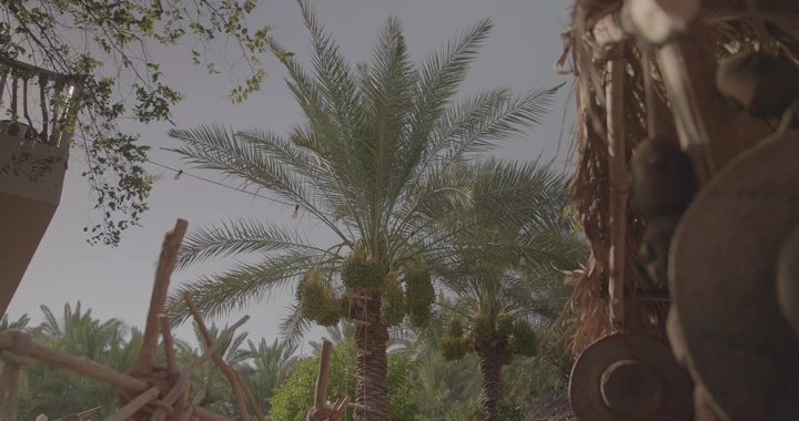 نخيل محاط بأدوات تقليدية في مزرعة، لقطة نهارية.