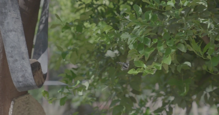 فراشة تطير بجانب شجرة خضراء في النهار، لقطة قريبة.