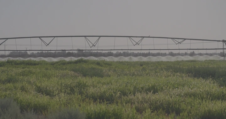 مزرعة خضراء مع رشاش مياه في النهار، منظر طبيعي.