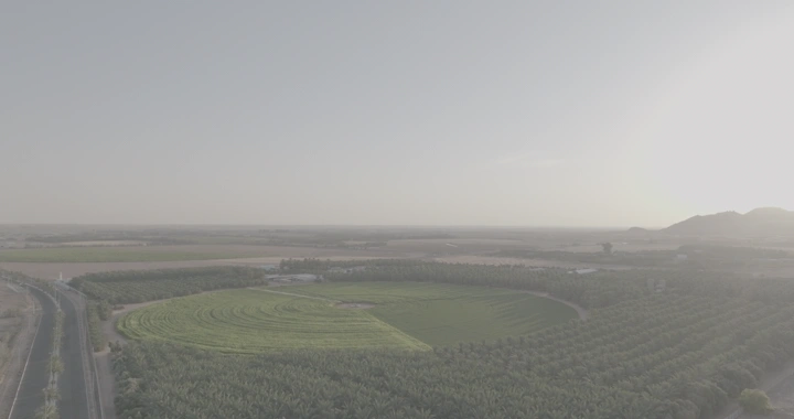 مزارع خضراء واسعة عند غروب الشمس، لقطة جوية.