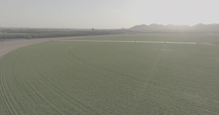 مزرعة خضراء واسعة مع رشاش مياه، لقطة جوية.