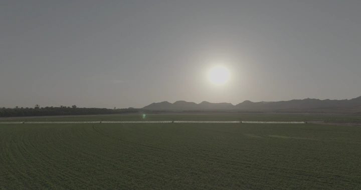 مزرعة خضراء مع رشاش مياه عند الغروب، لقطة جوية.