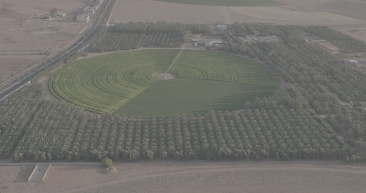 مزرعة دائرية محاطة بأشجار النخيل، لقطة جوية.