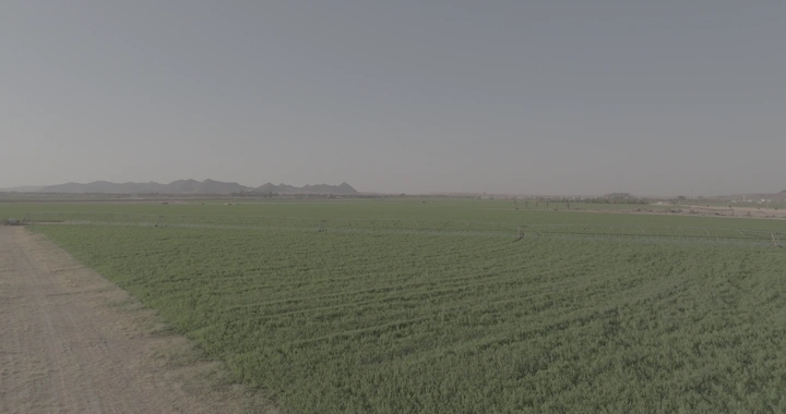 مزرعة خضراء واسعة في يوم مشمس، لقطة جوية.