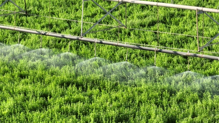 نظام رشاش يروي مزرعة خضراء، لقطة من الأعلى.