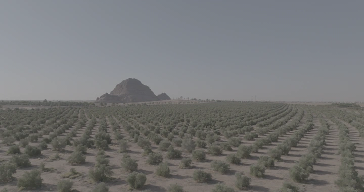 مزرعة زيتون واسعة مع جبل في الخلفية، لقطة جوية.