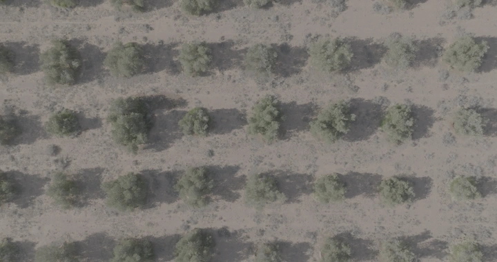 أشجار مرتبة في صفوف بمزرعة، لقطة جوية.