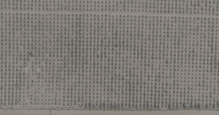 مزرعة أشجار منظمة من الأعلى، لقطة جوية.