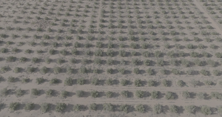 مزرعة شجرية في الصحراء، لقطة جوية.