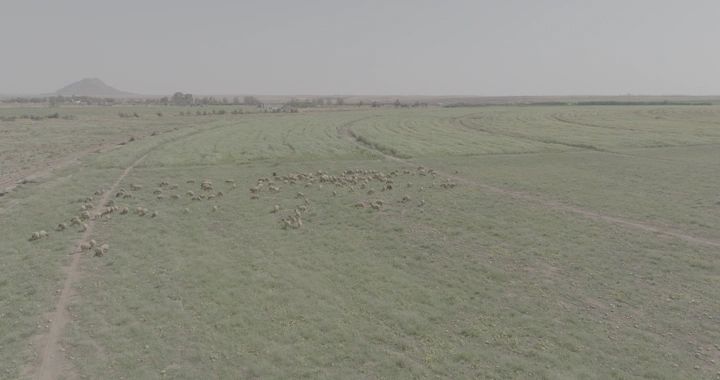 قطيع من الأغنام في مزرعة خضراء، لقطة جوية.