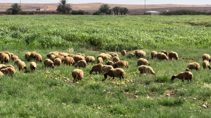 قطيع من الخرفان في حقل أخضر، لقطة نهارية.