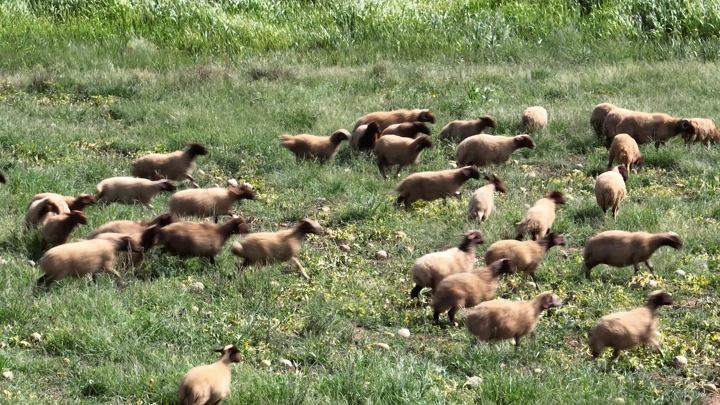 قطيع من الخرفان في حقل أخضر، لقطة طبيعية.