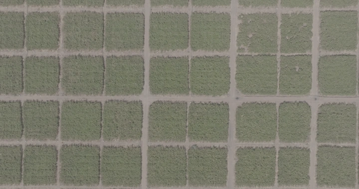 حقول زراعية منظمة من الأعلى، لقطة جوية.