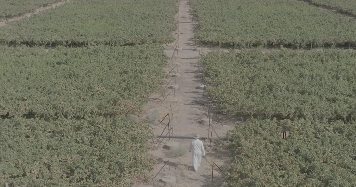 شخص يسير في مزرعة خضراء واسعة، لقطة جوية.