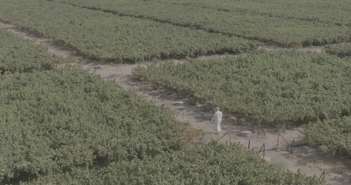 مزرعة خضراء واسعة مع شخص يسير بين المحاصيل، لقطة جوية.