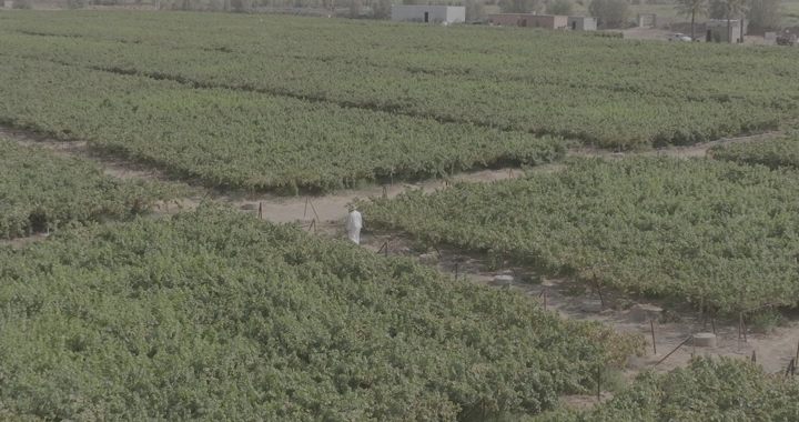 مزرعة خضراء واسعة مع شخص يرتدي ثوبًا أبيض، لقطة جوية.