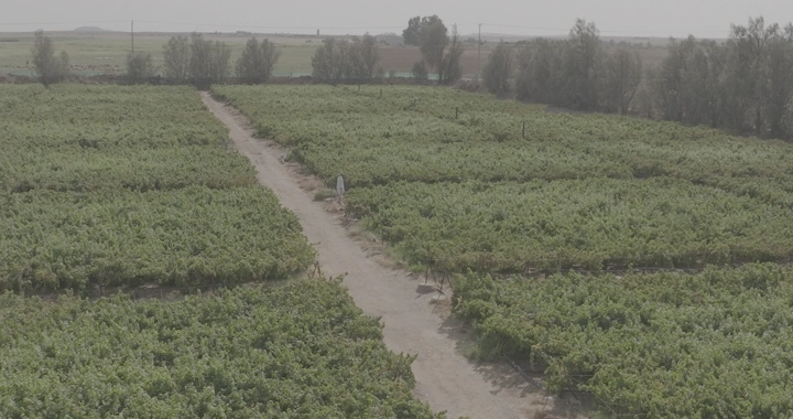 مزرعة خضراء واسعة في يوم مشمس، لقطة جوية.