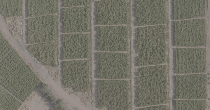 حقول زراعية مقسمة من الأعلى، صورة جوية.