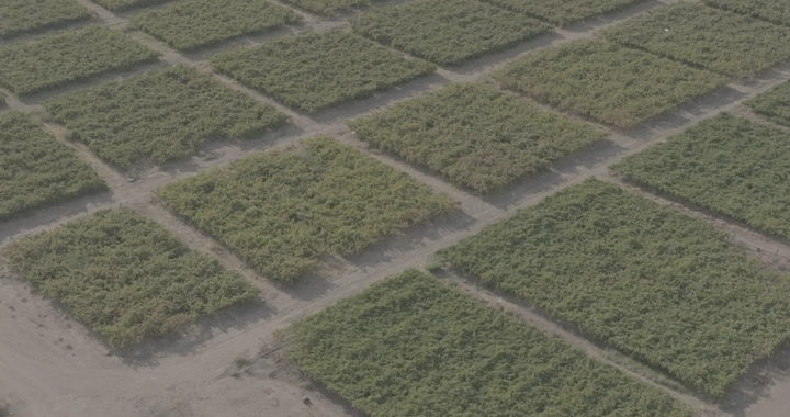 حقول زراعية مقسمة في مزرعة، لقطة جوية.