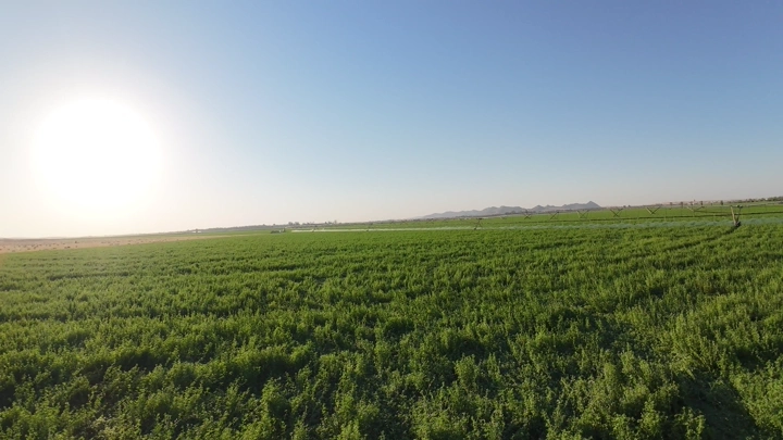 حقل أخضر شاسع تحت شمس مشرقة، صورة جوية.