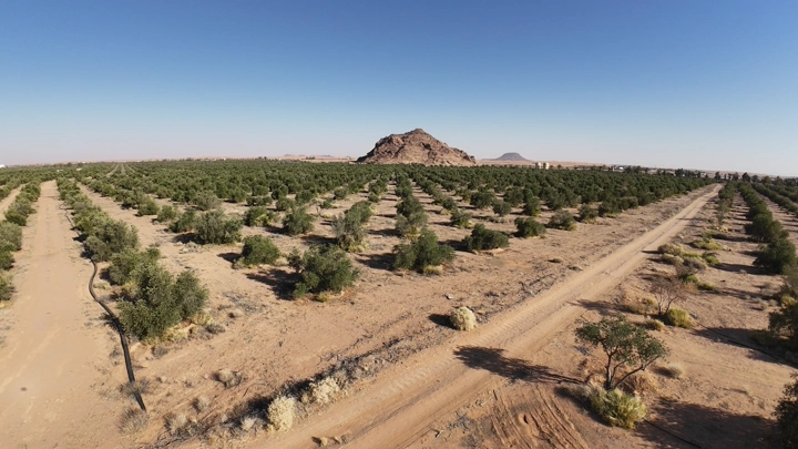 مزرعة أشجار في الصحراء مع جبل في الخلفية، لقطة جوية.