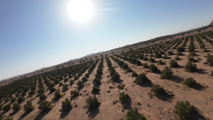 مزرعة شجر في الصحراء تحت الشمس الساطعة، لقطة جوية.