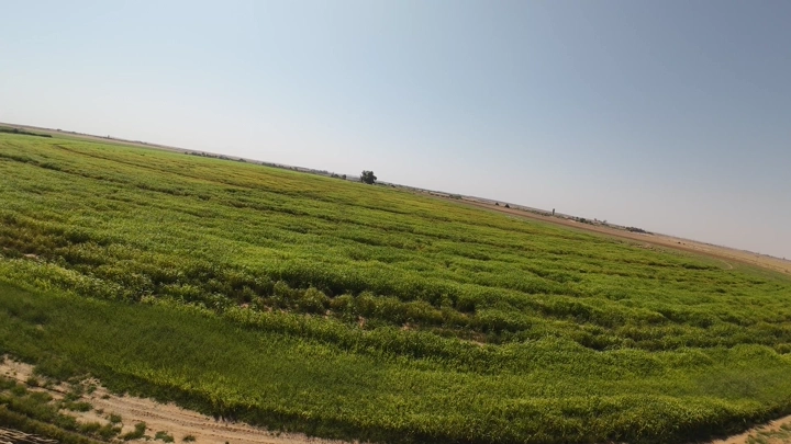 حقل أخضر واسع تحت سماء زرقاء، لقطة مائلة.