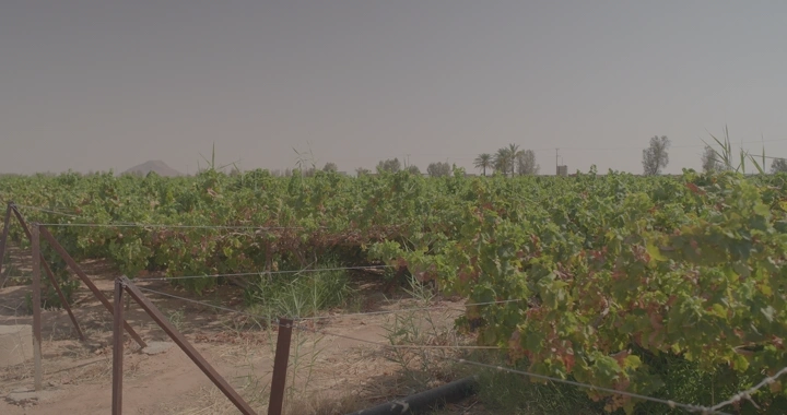 مزارع يمشي بين حقول العنب تحت سماء صافية، لقطة نهارية.