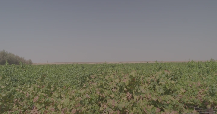 مزرعة عنب واسعة تحت سماء صافية، لقطة بانورامية.