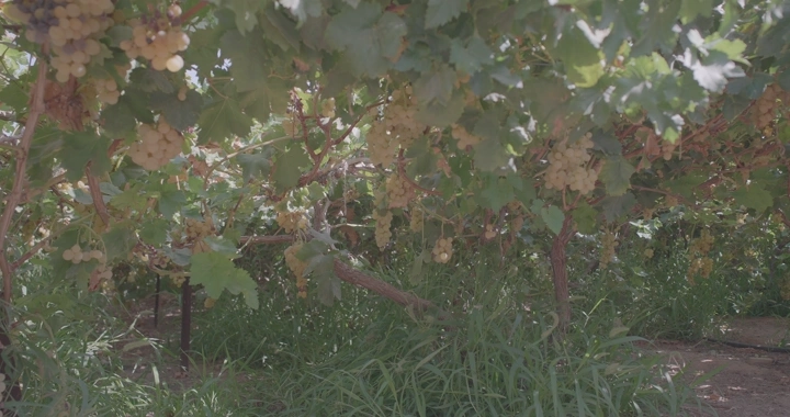 عناقيد عنب في مزرعة، لقطة من الأسفل.