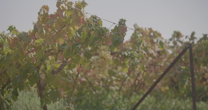 كروم عنب في مزرعة، لقطة قريبة نهارية.