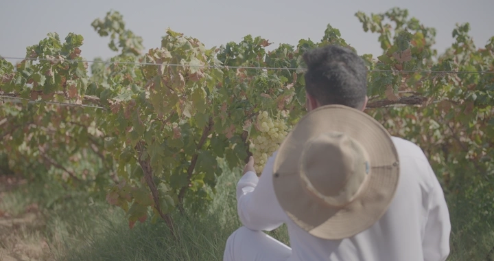 رجل يجني العنب في مزرعة، لقطة خلفية.