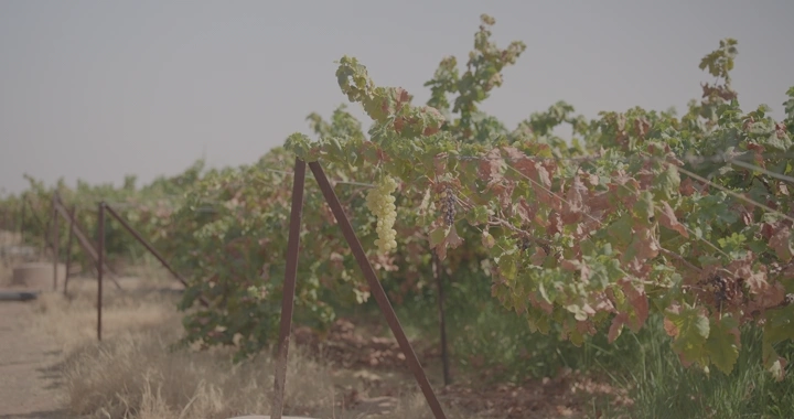 كروم عنب في مزرعة تحت أشعة الشمس، لقطة نهارية.