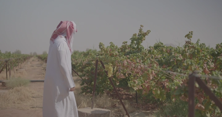 رجل يرتدي ثوبًا وغترة في مزرعة عنب، لقطة نهارية.