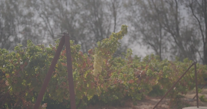 مزارع في كروم عنب في مزرعة، لقطة نهارية.