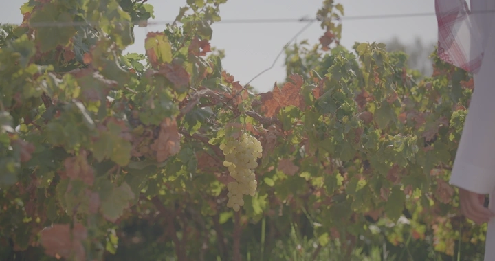 رجل يأكل عنب من العناقيد في مزرعة تحت أشعة الشمس، لقطة قريبة.