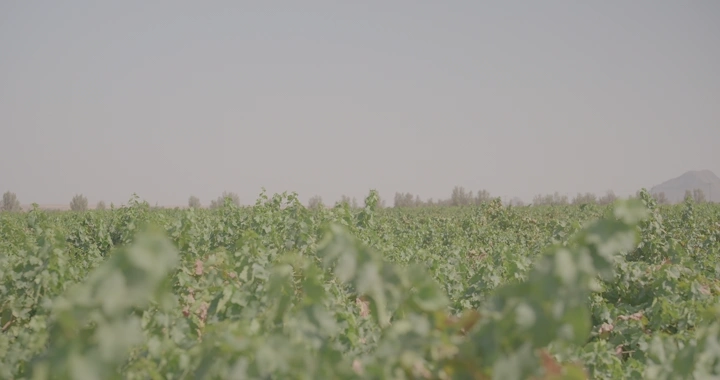 مزرعة عنب واسعة في يوم مشمس، لقطة بانورامية.